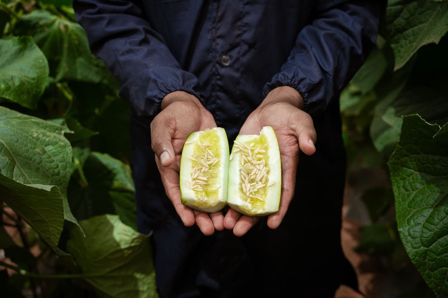 Fresh melon seeds - BSV Seeds quality