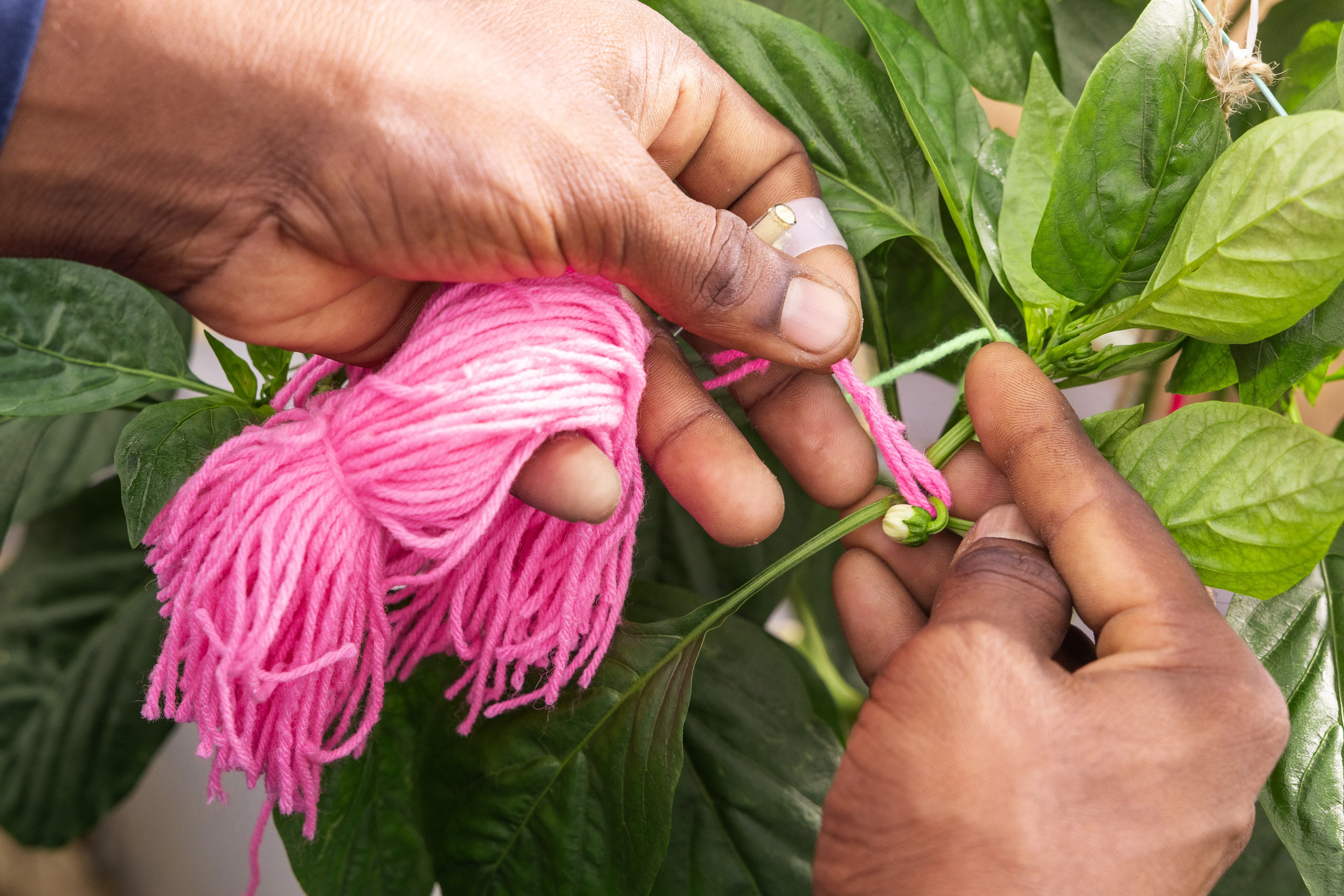 Pollination Process