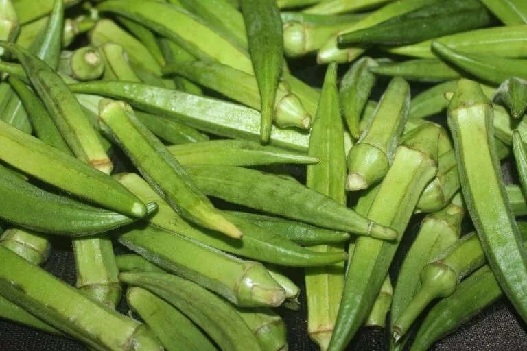 Malvaceae