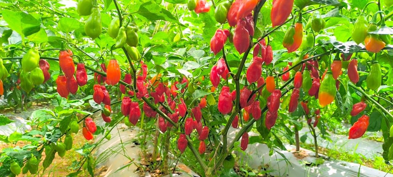 Solanaceae