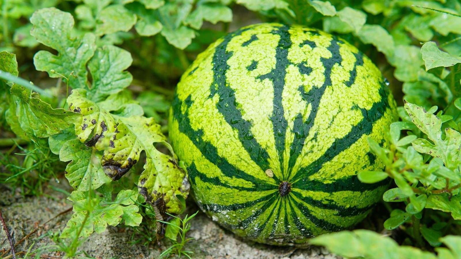 Cucurbits